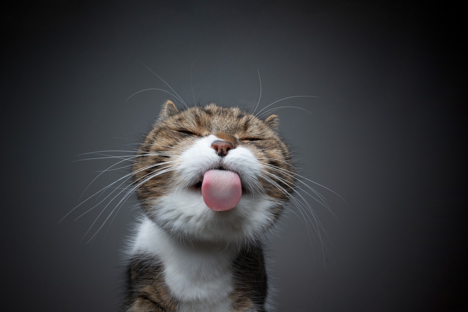 Cat licking with black background