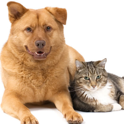 older cat and dog